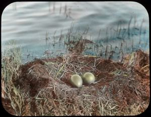 Image of Eggs of Garia stellata, Red Throated Loon